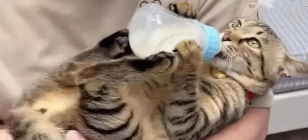 猫咪为什么要抱着奶瓶睡觉 猫咪为什么要抱着奶瓶睡觉