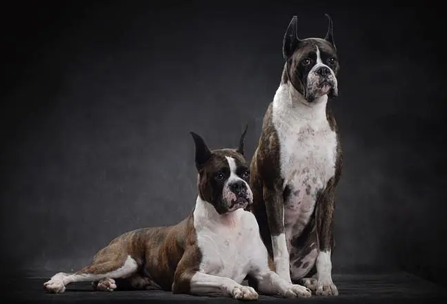 纯种拳师犬多少钱一只