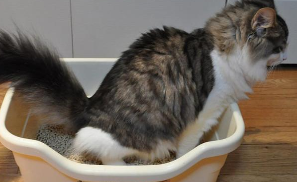猫为什么总是拉稀