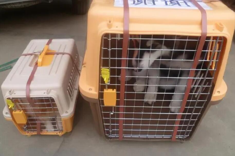 宠物快递收费标准表