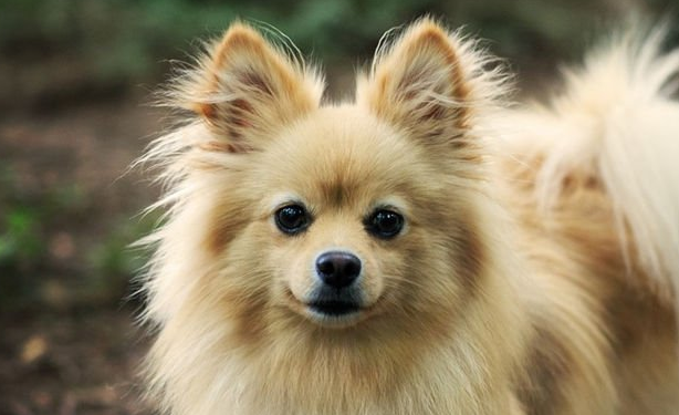 聪明好养的小型犬排名 聪明好养的小型犬排名