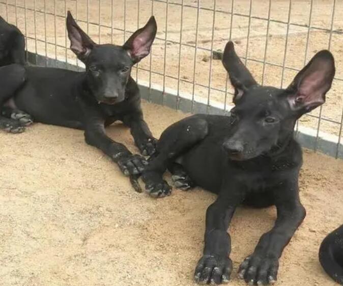 黑狼犬与黑狼狗区别?谁更适合家庭养殖? 黑狼犬与黑狼狗区别?谁更适合家庭养殖?