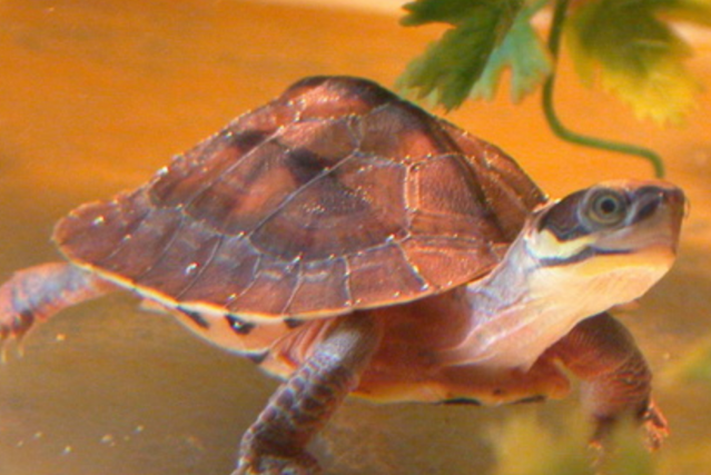 在购买三头龟时,还需要注意其健康状况,避免购买患病或受伤的乌龟.