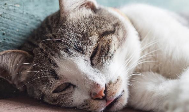 猫咪为什么老失眠呢 猫咪为什么老失眠呢
