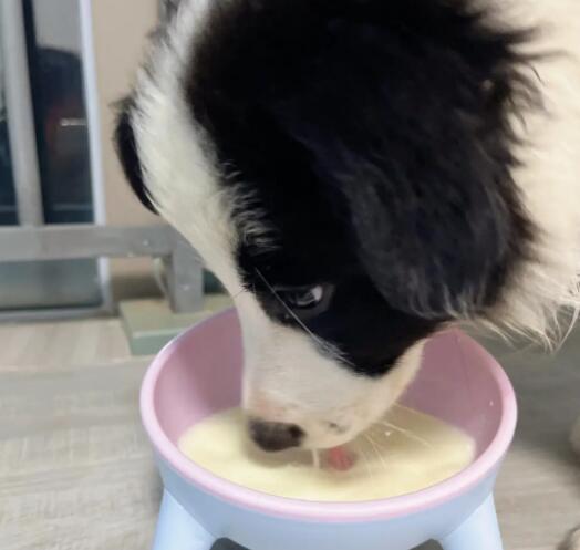 小奶狗吃什么奶粉比较好消化