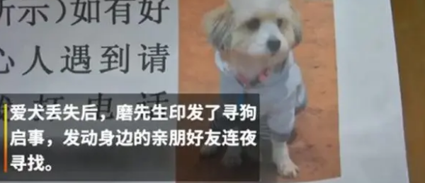 狗狗失踪7年后回家主人煮饺子庆团圆,网友:万物皆有灵 狗狗失踪7年后回家主人煮饺子庆团圆,网友:万物皆有灵