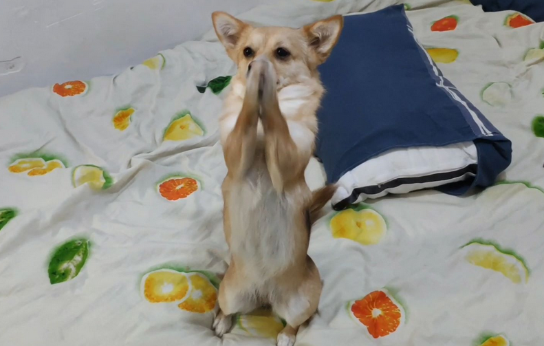 为什么狗狗见人就拜拜呢