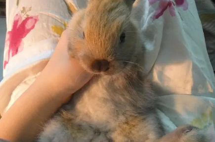 兔子拉葡萄便能自愈吗 兔子拉葡萄便能自愈吗