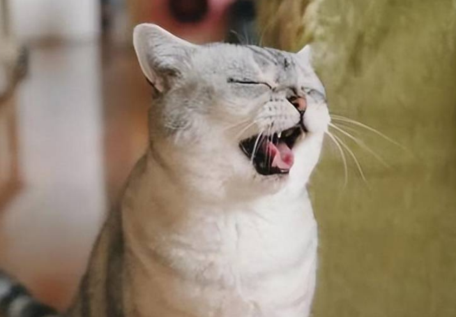 猫咪一直喘气呼吸急促