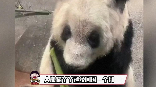 “丫丫”真的在美国受到了虐待吗？