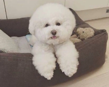 泰迪比熊杂交狗聪明吗 泰迪比熊杂交狗聪明吗