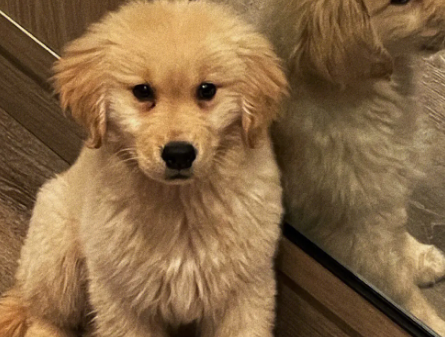 主人须知：金毛幼犬几天睁眼睛？