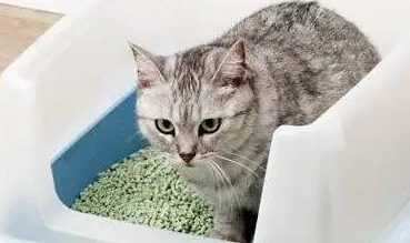猫咪拉不出尿怎么回事