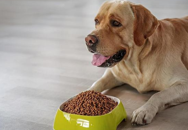 如何正确驯养狗犬狗粮的方法