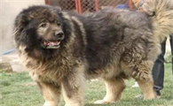 高加索犬智商排名第几