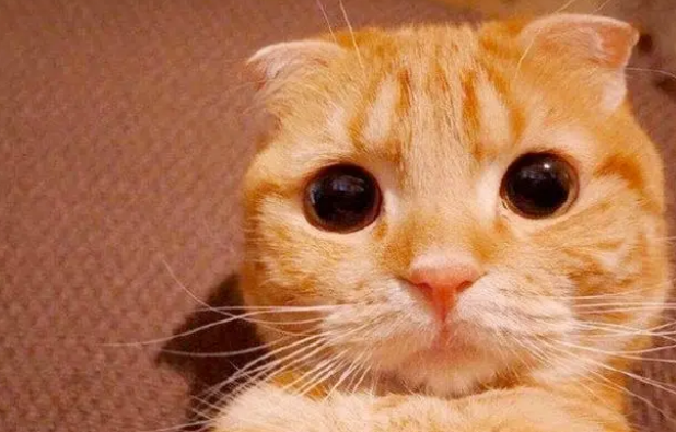 为什么那么多人讨厌猫