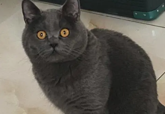 长毛蓝猫和布偶配出来长什么样子?比如说? 长毛蓝猫和布偶配出来长什么样子?比如说?