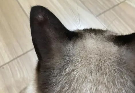 猫咪耳朵外面长了个凸起红包