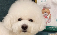 成年比熊犬如何选狗粮啊