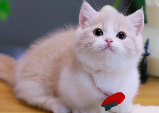 矮脚猫比高脚猫贵吗