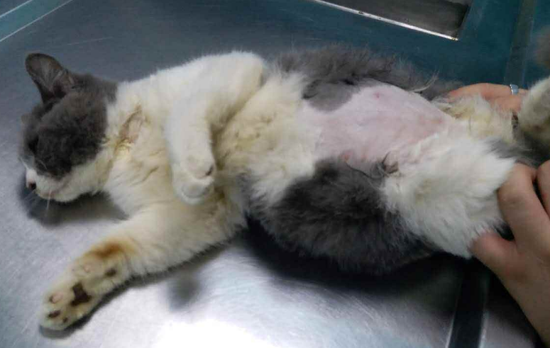 猫腹水会抗拒摸肚子吗 猫腹水会抗拒摸肚子吗