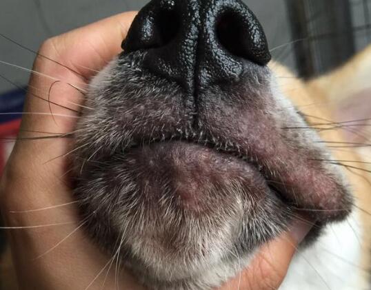 狗嘴唇两侧烂了怎么办 狗嘴唇两侧烂了怎么办