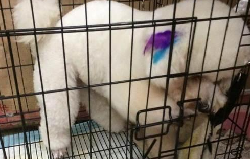 比熊晚上应该睡笼子吗 比熊晚上应该睡笼子吗