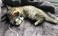 猫瘟治好后半个月死了