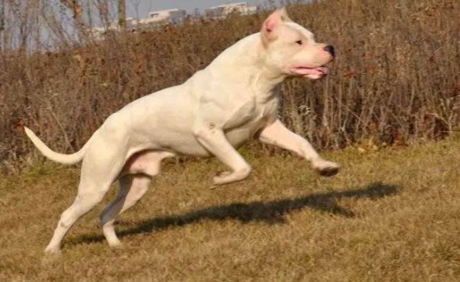 杜高犬喜欢舔人怎么纠正？快看这里哦~