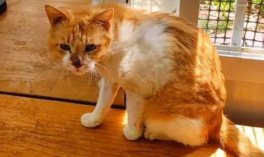 救助容易安置难,被伤害过的流浪猫,愿今后它能被世界温柔以待 救助容易安置难,被伤害过的流浪猫,愿今后它能被世界温柔以待