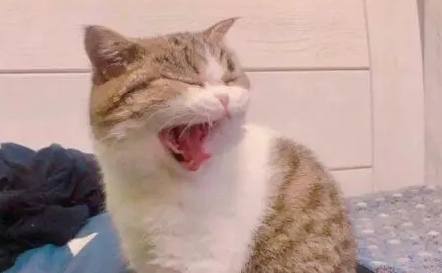 猫咪为什么会呼呼呼的叫个不停