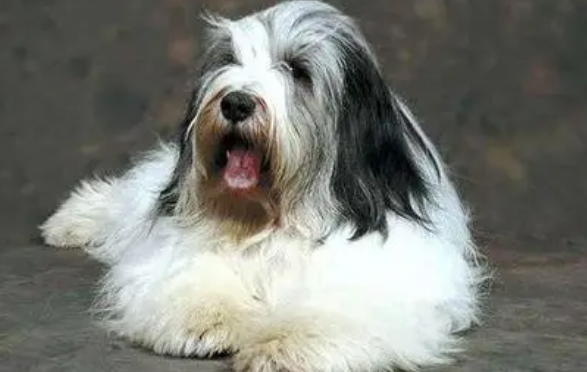波兰低地牧羊犬产后怎么护理?产后护理方法是? 波兰低地牧羊犬产后怎么护理?产后护理方法是?