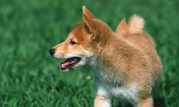 狗狗见到小孩子为什么总是叫