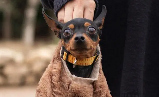 小鹿犬的优点与缺点