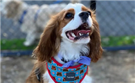 纯种骑士查理王小猎犬的价格