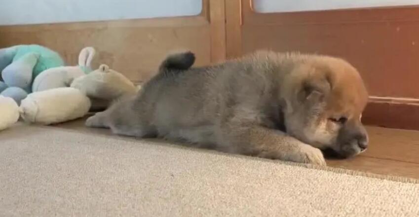 狗狗半夜哼唧抖动是为什么呢 狗狗半夜哼唧抖动是为什么呢