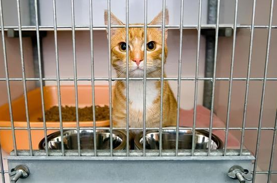 猫咪为什么要扒笼子里面