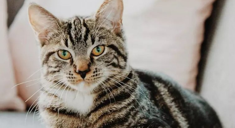猫咪这么容易被人怼是为什么 猫咪这么容易被人怼是为什么