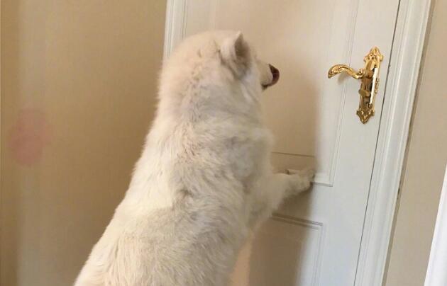 狗狗晚上挠门想进屋 狗狗晚上挠门想进屋
