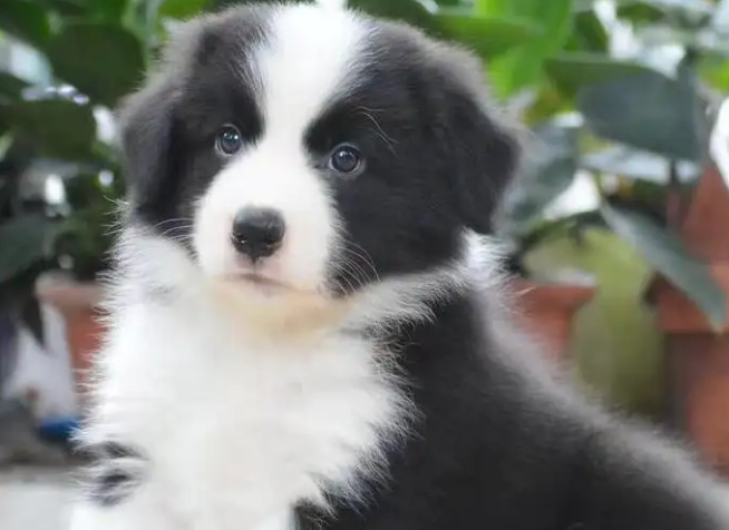 边牧不同年龄段的智商是多少？不妨来看看吧