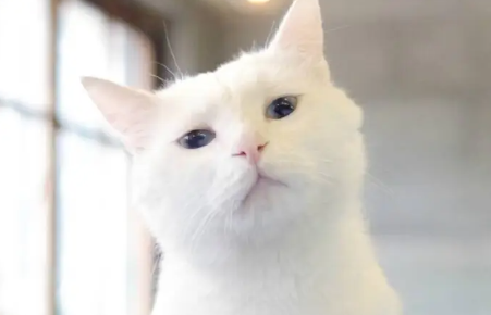被陌生猫亲近预示什么风水 被陌生猫亲近预示什么风水