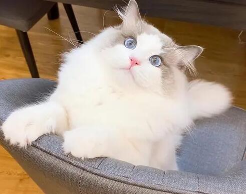 为什么做生意不宜养猫咪呢 为什么做生意不宜养猫咪呢