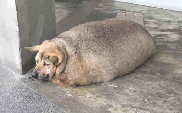 狗狗缺乏运动的几个体现是什么？快来看看吧