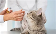 给猫打疫苗要花多少钱