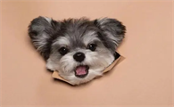 狗狗一直舔自身的爪子是怎么回事?
