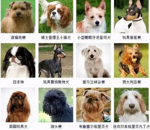 宠物狗的品种有哪些 宠物狗的品种有哪些