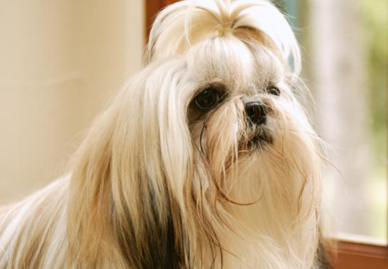 西施犬怎么训练大小便 西施犬怎么训练大小便