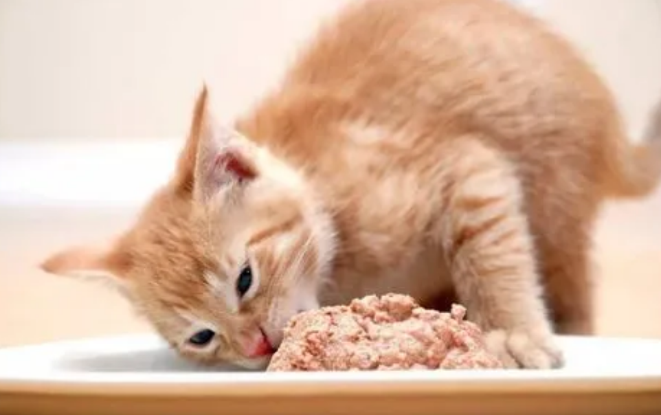 为什么吃多了猫咪拉肚子了