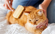 家里养猫过敏怎么办