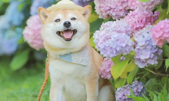 养柴犬的十大危害